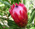 Protea Red Ice